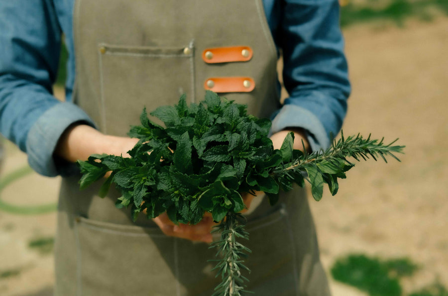 アイビーコーストについて