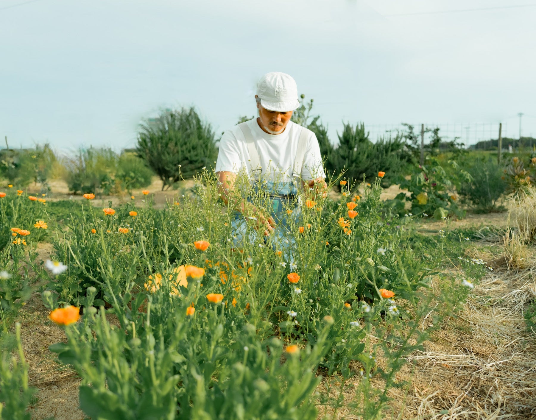 ハーブが繋ぐ未来 - Hapy•age Farm