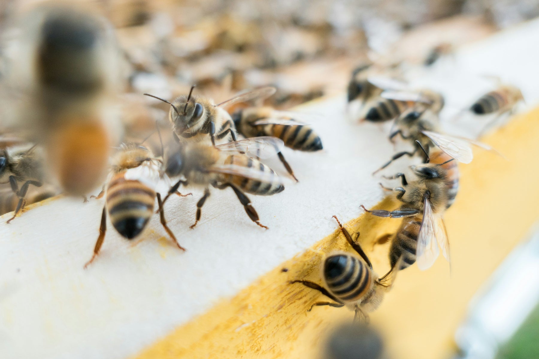 ミツバチの消滅と深刻に迫る食料危機