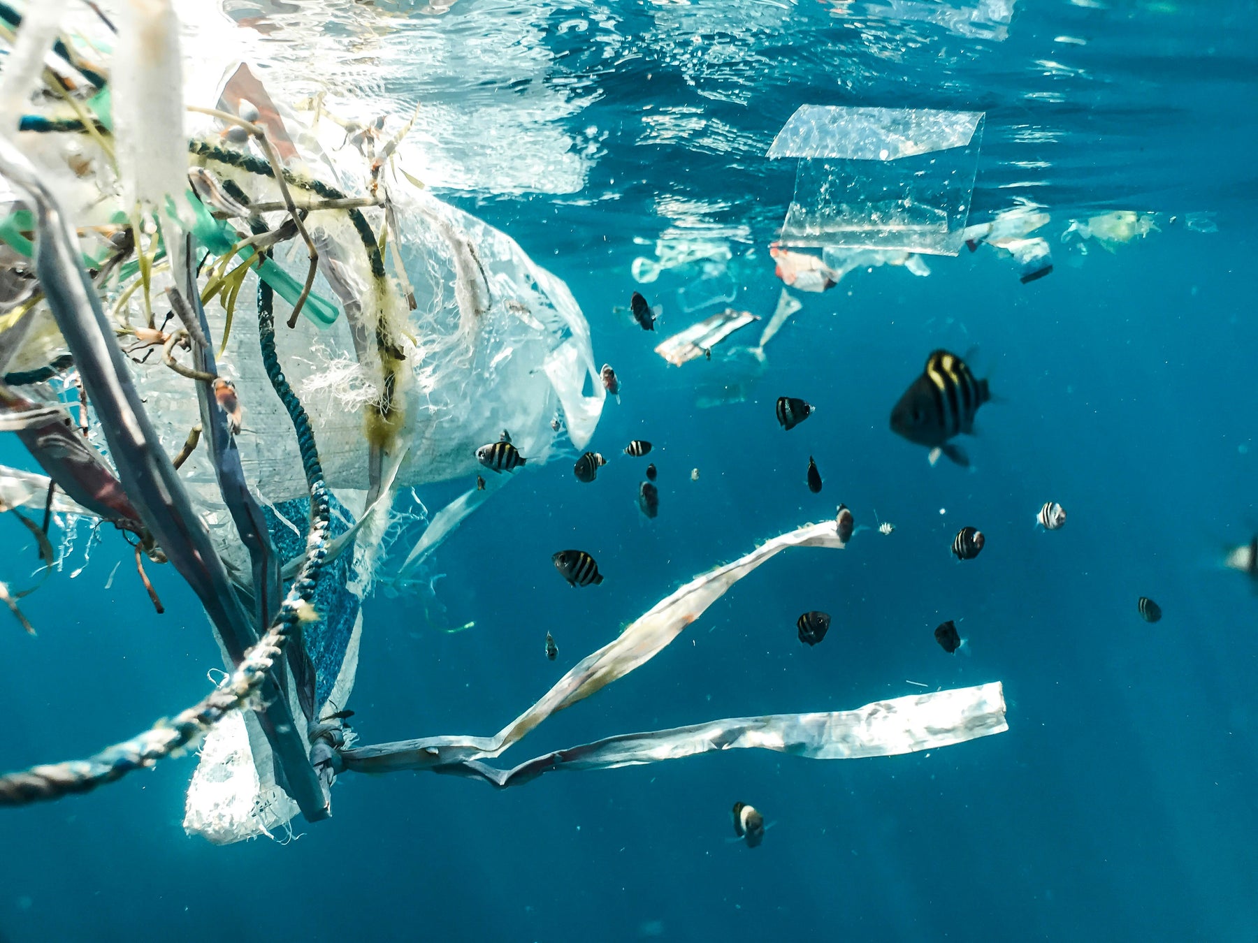 マイクロプラスチック汚染の深刻性と健康リスク　ーマイクロプラスチックとは？